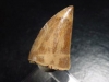 Mosasaurus tooth - 3,1 cm - Mosasaur