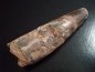 Preview: Spinosaurus tooth - 10,1 cm - Spinosaur Dinosaur