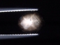 Preview: Sternsaphir 2,34 Ct. schwarz golden 9 x 7,5 mm Oval Cabochon