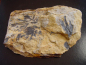 Preview: Ginkgo Fossil 13,3 cm feine Blätter - Scalby Ness, Yorkshire, UK