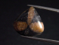 Preview: Chiastolite 11,83 Ct. pear cabochon Australia