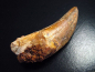 Preview: Carcharodontosaurus Zahn - 7,7 cm - Carcharodontosaurier