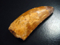 Preview: Carcharodontosaurus Zahn - 7,1 cm - Carcharodontosaurier