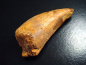 Preview: Carcharodontosaurus tooth - 6,8 cm - Carcharodontosaur