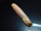 Preview: Diplodocus tooth - 3,4 cm - Rebbachisaurus Dinosaur