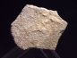 Preview: Saltasaurus Eischale 33 mm - 70 Mio. Jahre