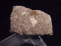 Preview: Saltasaurus egg shell 30 mm - 70 million years