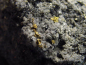Preview: Gold kristallin / Goldstufe 52 mm - Zlate Hory, Tschechien