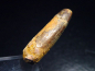 Preview: Diplodocus tooth - 3,6 cm - Rebbachisaurus Dinosaur