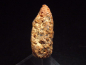 Preview: Fossiler Pinienzapfen 36 mm 35-50 Mio. Jahre - West Sahara, Marokko
