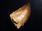 Preview: Mosasaur tooth - 5,4 cm - Mosasaurus Dinosaur