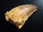 Preview: Mosasaur tooth - 5,6 cm - Mosasaurus Dinosaur