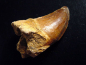 Preview: Mosasaur tooth - 5,7 cm - Mosasaurus Dinosaur