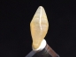 Preview: Saphir Kristall 10,5 mm - Ratnapura, Sri Lanka