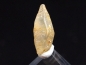 Preview: Sapphire crystal 11 mm - Ratnapura, Sri Lanka