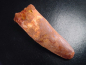 Preview: Spinosaurus Zahn - 8,1 cm - Spinosaurier Dinosaurier