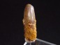 Preview: Diplodocus Zahn - 3,0 cm - Rebbachisaurus Dinosaurier