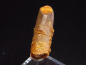 Preview: Diplodocus Zahn - 3,0 cm - Rebbachisaurus Dinosaurier