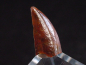 Preview: Deltadromeus Zahn - 1,4 cm - Raptor Dinosaurier