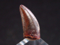 Preview: Deltadromeus tooth - 1,4 cm - Raptor Dinosaur