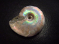 Preview: Ammonit 43 mm Länge bunt opalisierend 110 Mio. Jahre