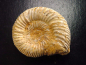 Preview: Ammonite 43 mm length 150 mio. years - France