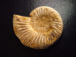 Preview: Ammonite 49 mm length 150 mio. years - France