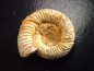 Preview: Ammonite 37 mm length 150 mio. years - France