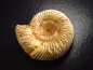 Preview: Ammonite 37 mm length 150 mio. years - France