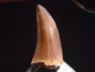 Preview: Mosasaurus Zahn - 5,5 cm - Mosasaurier Dinosaurier