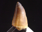 Preview: Mosasaurus Zahn - 5,0 cm - Mosasaurier Dinosaurier