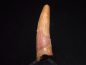 Preview: Pterosaur tooth - 3,7 cm - Siroccopteryx Pteranodon