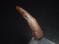 Preview: Pterosaur tooth - 3,4 cm - Siroccopteryx Pteranodon