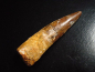 Preview: Spinosaurus Zahn - 8,3 cm - Spinosaurier Dinosaurier