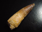 Preview: Spinosaurus Zahn - 7,9 cm - Spinosaurier Dinosaurier