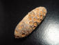 Preview: Fossiler Pinienzapfen 52 mm 35-50 Mio. Jahre - West Sahara, Marokko