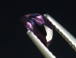 Preview: Saphir mit Farbwechsel 0,47 Ct. Naturfarbe Halbmond Tansania