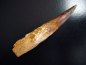 Preview: Spinosaurus Zahn - 14,0 cm - Spinosaurier Dinosaurier