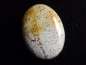 Preview: Jaspis 34,11 Ct. Oval Cabochon Brasilien
