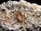 Preview: Topaz specimen 52 mm - Zacatecas, Mexico