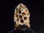 Preview: Fossiler Pinienzapfen 28 mm 35-50 Mio. Jahre - West Sahara, Marokko