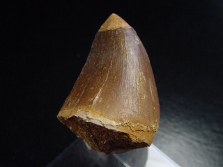 Mosasaur tooth - 4,3 cm - Mosasaurus Dinosaur