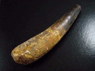 Spinosaurus tooth - 11,2 cm - Spinosaur Dinosaur
