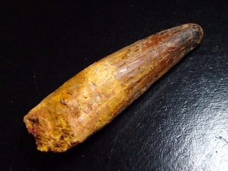 Spinosaurus tooth - 7,6 cm - Spinosaur Dinosaur