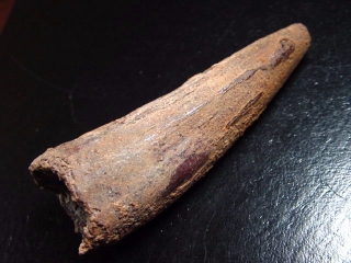 Spinosaurus tooth - 7,8 cm - Spinosaur Dinosaur