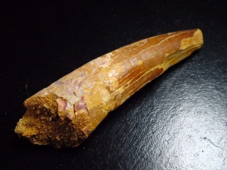 Spinosaurus tooth - 8,5 cm - Spinosaur Dinosaur