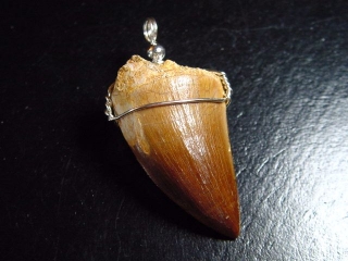 Mosasaur tooth pendant 925 silver - 5,0 cm - Mosasaurus Dinosaur