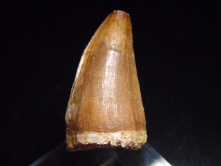 Mosasaur tooth - 4,6 cm - Mosasaurus Dinosaur