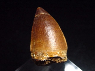 Mosasaur tooth - 3,6 cm - Mosasaurus Dinosaur