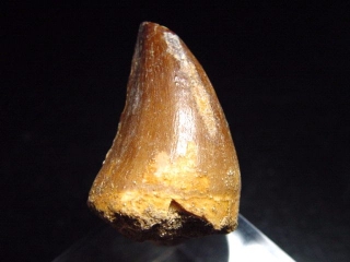 Mosasaur tooth - 3,7 cm - Mosasaurus Dinosaur
